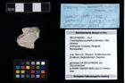 NHMW-GEO-2007z0149-0343_Ol_01.tifCracensigillatus acutirostrus (Moericke, 1889)  (NHMW-GEO-2007z0149-0343)